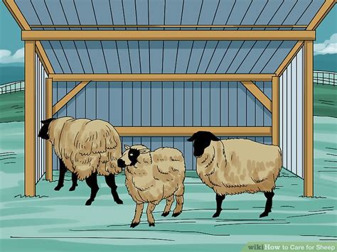 Sheep Care 的图像结果