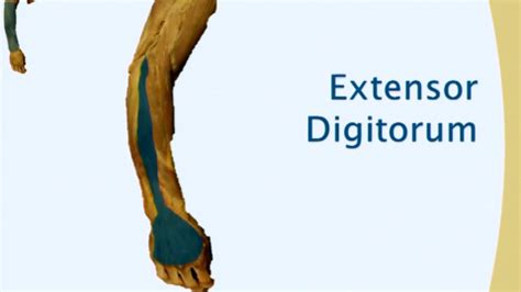 Image result for Extensor Digitorum Communis Surgery