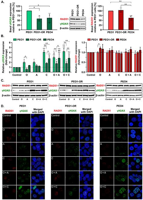 Olaparib-Resistant BRCA2MUT Ovarian Cancer Cells with Restored BRCA2 ...