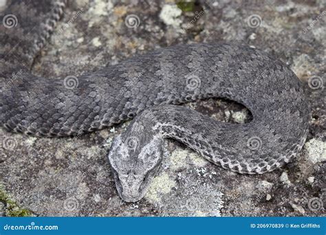 Common Death Adder stock image. Image of common, adder - 206970839