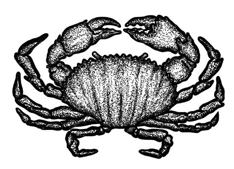 Рисунок векторной иллюстрации краба | Премиум вектор