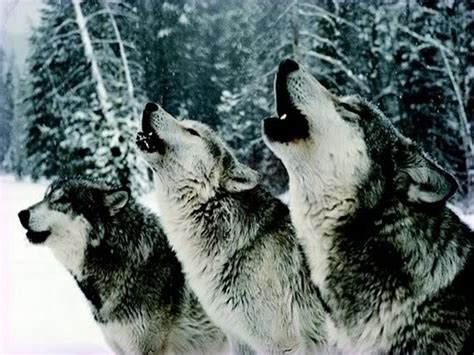 Image result for Coolest Wolves Howling