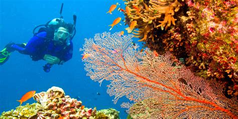 10 Best places for Scuba diving in India 2025-26 | Flamingo Travels