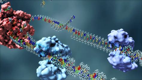 Image result for BioRap DNA Replication