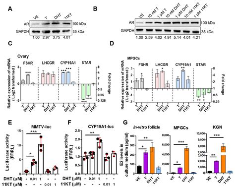 Differential Effects of Canonical Androgens and 11-Ketotestosterone on ...