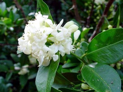 Absence of desire : spiritual meaning of flower, The Mother