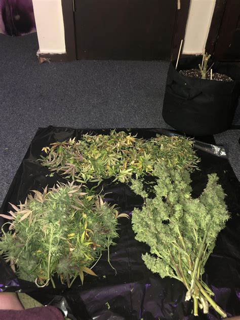 How to Rehydrate Weed and Add Moisture to Keep Marijuana Fresh | Bud ...