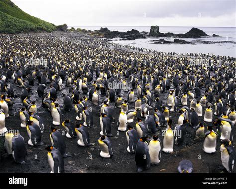 King penguin colony on beach at Macquarie Island Australia Stock Photo ...