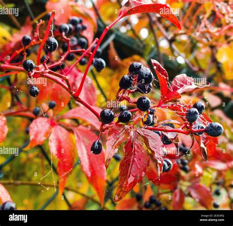 Virginia creeper parthenocissus close up hi-res stock photography and ...