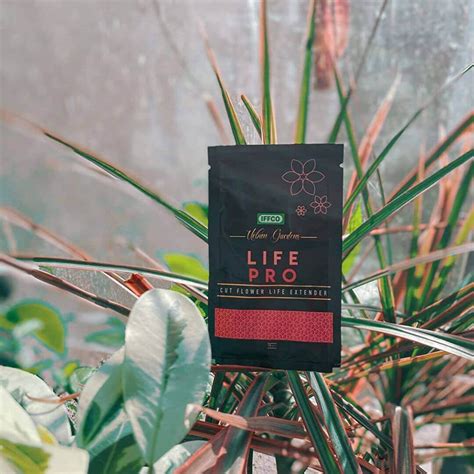 How to Keep Cut Flowers Fresh Longer | IFFCO Urban Gardens