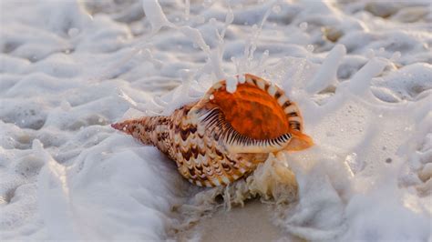 Download wallpaper 3840x2160 shell, surf, foam, sand 4k uhd 16:9 hd ...
