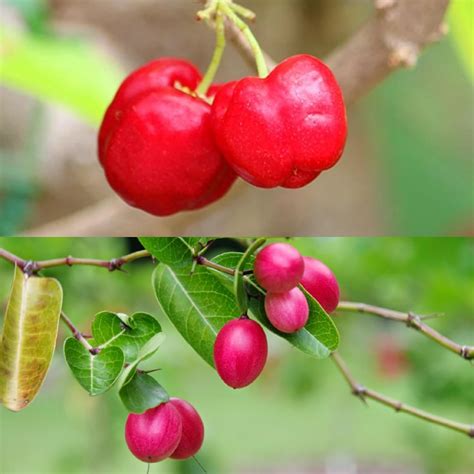 Golden Bloom 2 Types Cherry Fruits Plants Combo Of 1 Live Hybid karonda ...