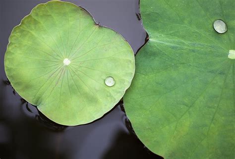 莲叶 的图像结果