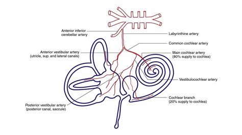 Anatomy Of Inner Ear | Function, Structure & Parts - ASLPclick