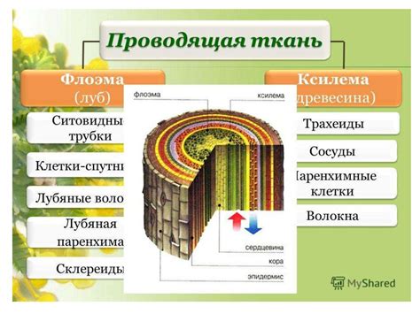 Строение луба растения
