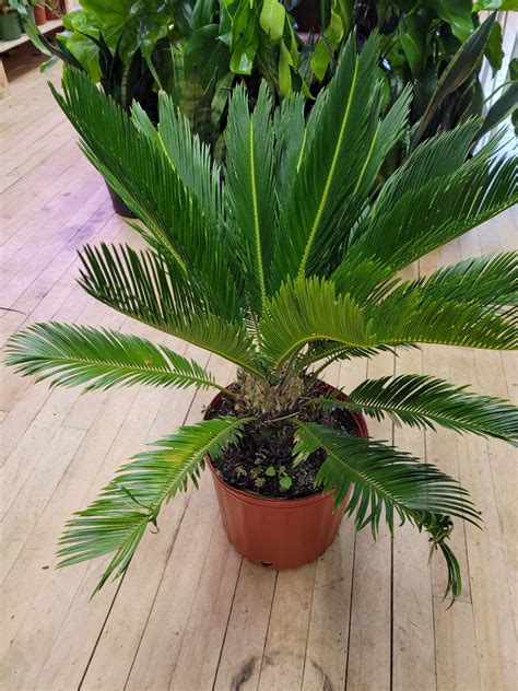 King Sago Palm - The Curious Plantaholic