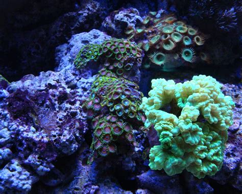 Commensalism – Mutualism – Parasitism – Biology – Articleid – 1001 ...