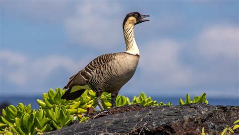 Birds - Hawaiʻi Volcanoes National Park (U.S. National Park Service)