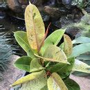 Ficus Elastica Shivereana Indoor Foliage | myBageecha