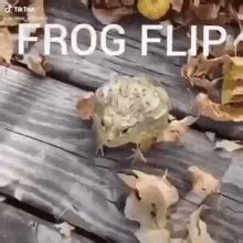 Image result for Frog Jumping Backwards Meme