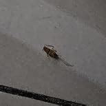 FUJIAKA POSEIDON, Anti Roach Gel Cockroach Killer (New and Advanced ...