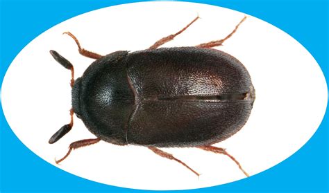 Black Carpet Beetles