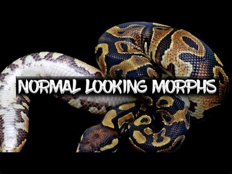 Normal Ball Python 的图像结果
