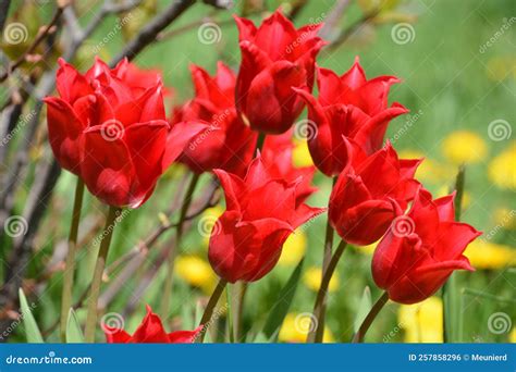 Tulips is a Perennial, Bulbous Plant with Showy Flowers Stock Photo ...