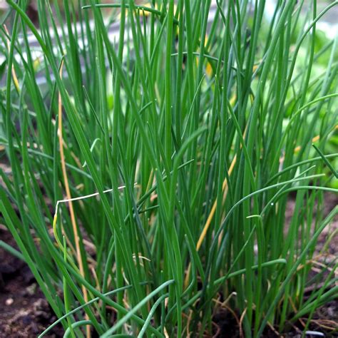 Chives (Allium schoenoprasum) seeds