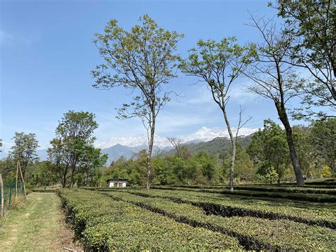 DARANG TEA ESTATE (Kangra, Himachal Pradesh) - Hotel Reviews & Photos ...