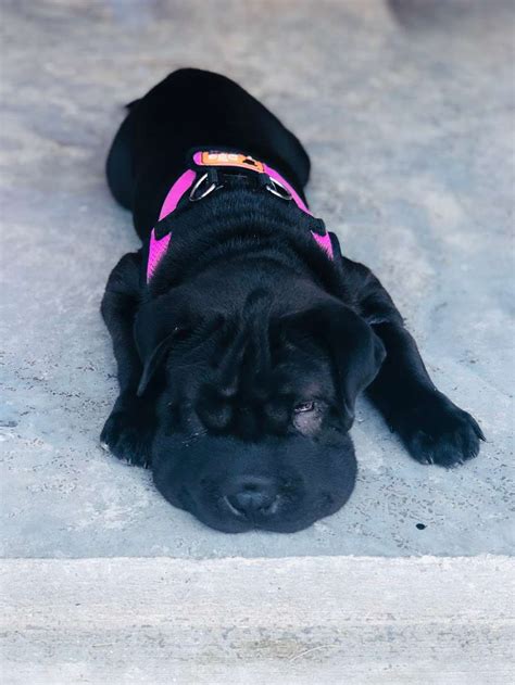 Shoal Creek Animal Hospital - 8850 N Flintlock Rd, Kansas City, MO ...