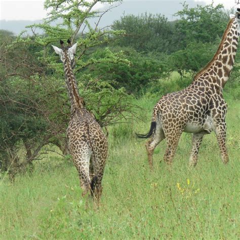 EARTH FRIEND SPECIALIST SAFARI (2026) All You Need to Know BEFORE You ...