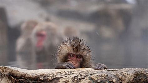 Record crowds at Japan’s hot springs create worries about macaque ...