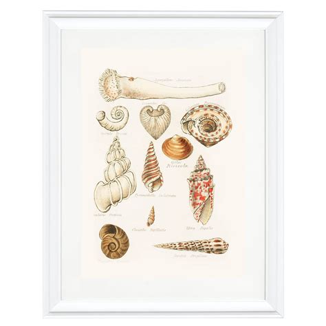 She Sells, Sea Shells Art Print – Ikka Dukka Studio Private Limited.