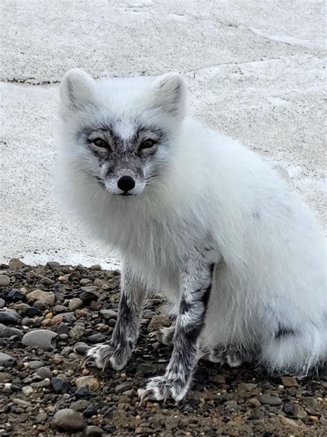 Arctic Fox Summer Coat