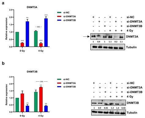 DNMT3A and DNMT3B Targeting as an Effective Radiosensitizing Strategy ...