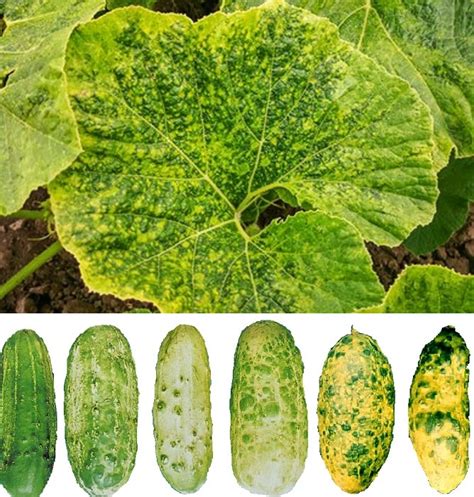 Image result for Virus Types