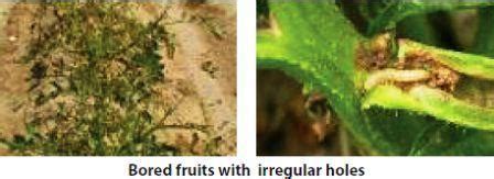 It is found throughout the tropical and sub-tropical parts of the world ...