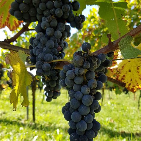 DOMAINE VITICOLE DU CHENOY (2026) All You Need to Know BEFORE You Go ...