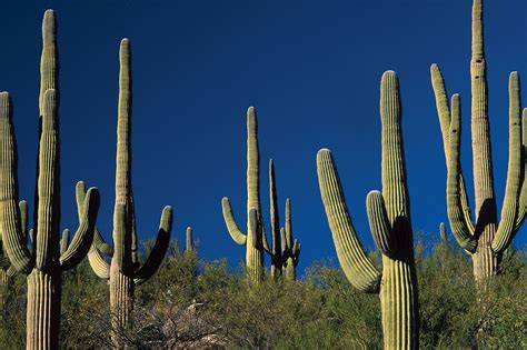 Cactus | Description, Distribution, Family, & Facts | Britannica
