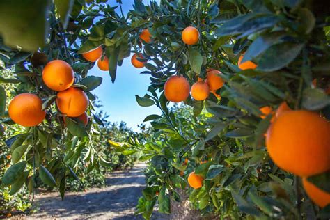 This U.S. State Produces the Most Citrus Fruit (And It's Not Even Close)