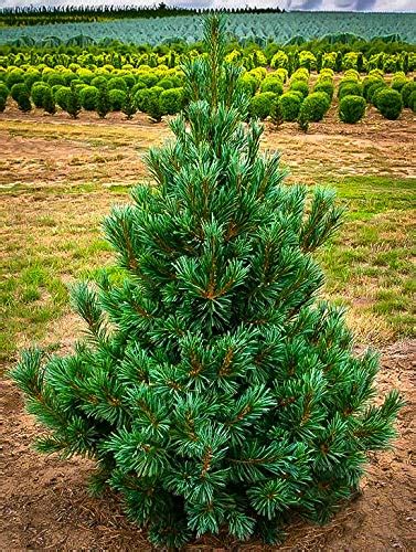 Rain Forest Very Rare Pyramid Limber Pine Tree Live Plant (1 Healthy ...