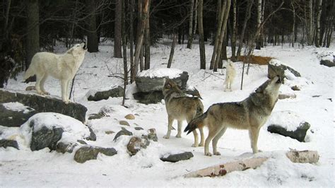 Great Lakes Gray Wolves' Spot Safe On Endangered Species List — For Now ...