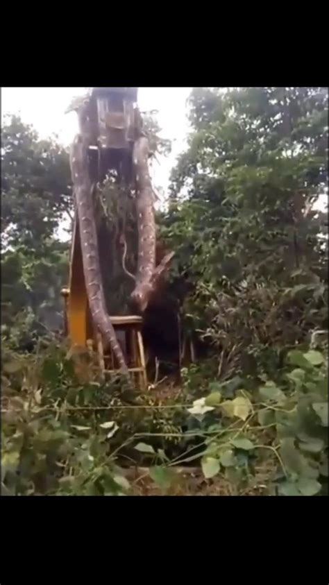 Image result for Giant.python Found in Indonesian