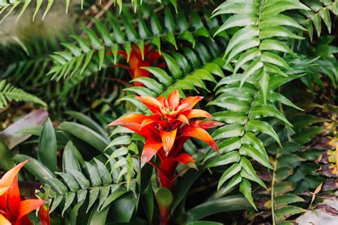 Plants Full Sun South Florida 20 Native Florida Plants That Thrive In