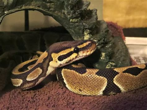 Enraged Man Bites Off Python's Head