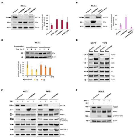 E3 Ubiquitin Ligase NEDD4 Affects Estrogen Receptor α Expression and ...