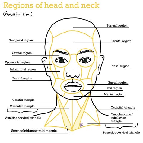 Anatomy, Head And Neck: Face , Anatomy, Head and Neck, Skull – QLZCB