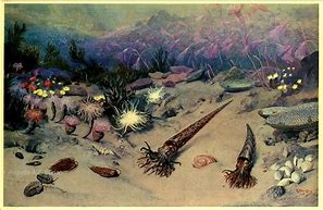 Image result for Ordovician