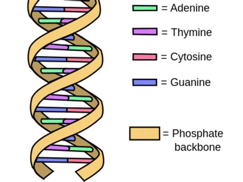 Image result for DNA Complementary Strand Drawing